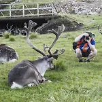 Fogadó Arctic Shaman Adventures -jurtta