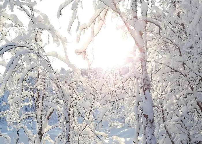 Arctic Shaman Adventures -jurtta * Köngäs